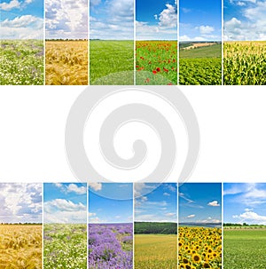 green field and blue sky with light clouds. Free space for text. Collage