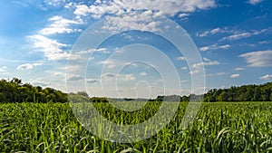 Green field and blue sky with spring clouds background