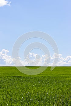 Green field and blue sky with white clouds, the background wallpaper landscape vertical. Rural landscape with wheat sprouts, sky