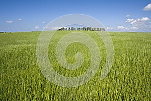 Green field with blue summer sky.