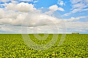 Green field and a bright sky