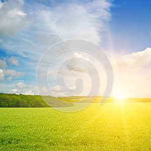 Green field and Bright sunrise over the horizon