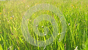 Green field with bright yellow flowers of buttercups. Buttercup moves gently in the breeze amongst green grass. Static.