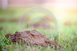 Green field with burrows of moles