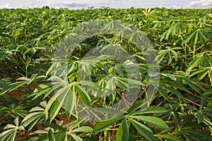 Green field of cassava farm