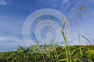 Green field of cassava farm