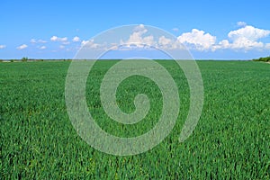 Green field of cereals
