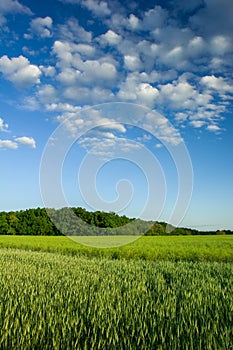 Green field of cereals, forest and white clouds on a blue sky