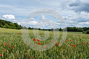 Green field of cereals with orange poppy flowers