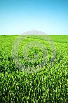 Green field and clear sky