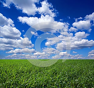 Green field and cloudscape