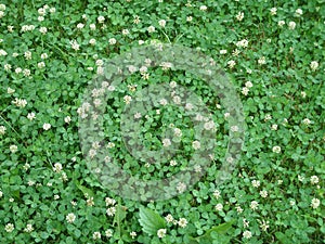 Green field of Clover or trefoil, background and texture.