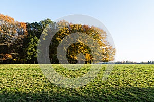 Green field with colorful trees on the horizon