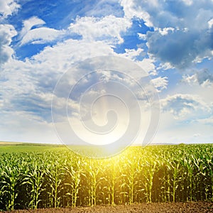 Green field with corn. Blue cloudy sky. Sunrise on horizon.