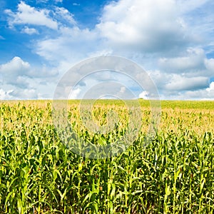 Green field of corn and blue sky
