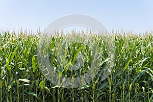 A green field of corn growing up