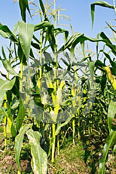 Green field of corn growing up