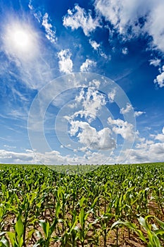 Green field of corn growing up