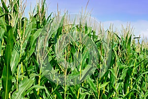 Green field of corn
