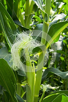 Green field of corn growing up