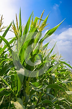 Green field of corn growing up