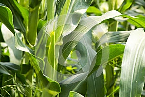 Green field of corn growing up