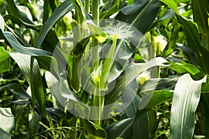 Green field of corn growing up