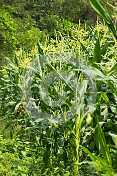 Green field of corn growing up