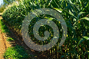 A green field of corn growing up in the autumne. Rows of fresh unpicked corn