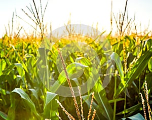 A green field of corn growing up