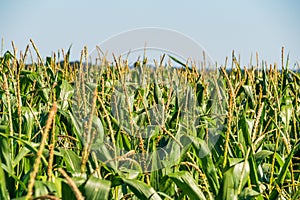 A Green Field of Corn Growing Up. Corn Plantation. Close Up Look