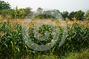 Green field of corn growing up in farm