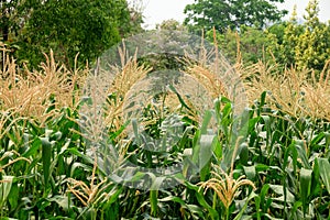 Green field of corn growing up in farm