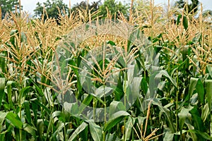 Green field of corn growing up in farm