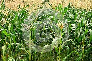 Green field of corn growing up in farm