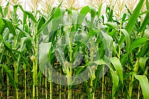 Green field of corn growing up in farm