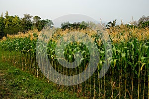 Green field of corn growing up in farm