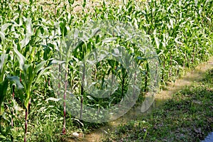 Green field of corn growing up in farm