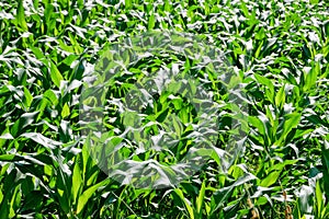 Green field of corn growing up in farm