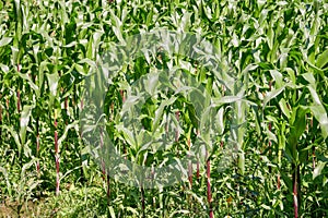 Green field of corn growing up in farm