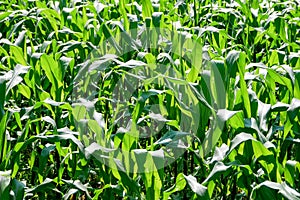 Green field of corn growing up in farm