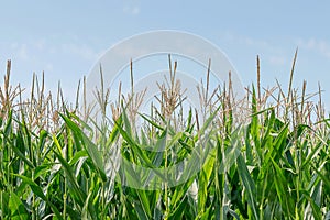 Green field of corn growing up in farmland