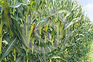 A green field of corn growing up at Israel