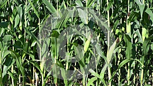 Green field corn with summer ears in farm field closeup