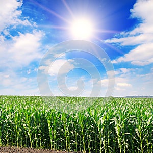 Green field with corn and sun on Blue cloudy sky