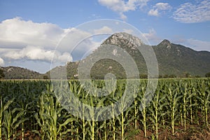 Green field with corn