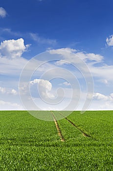 Green field in countryside