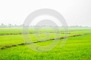 Green field in the countryside background