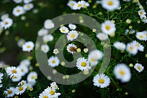 Green field of daisies