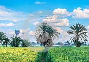 Green field in Egypt